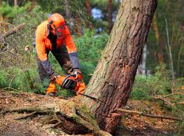 Best Emergency Tree Removal  in Byron, IL